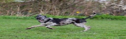 Lurcher dogs for stud: Collie x Greyhound x Bedlington x Whippet in Darlington - Advert 3