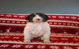 Mixed Breed dogs for sale: Lurcher x standard poodle  - Advert 4