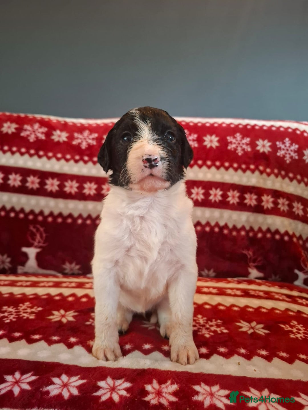 Mixed Breed dogs for sale: Lurcher x standard poodle  - Advert 4