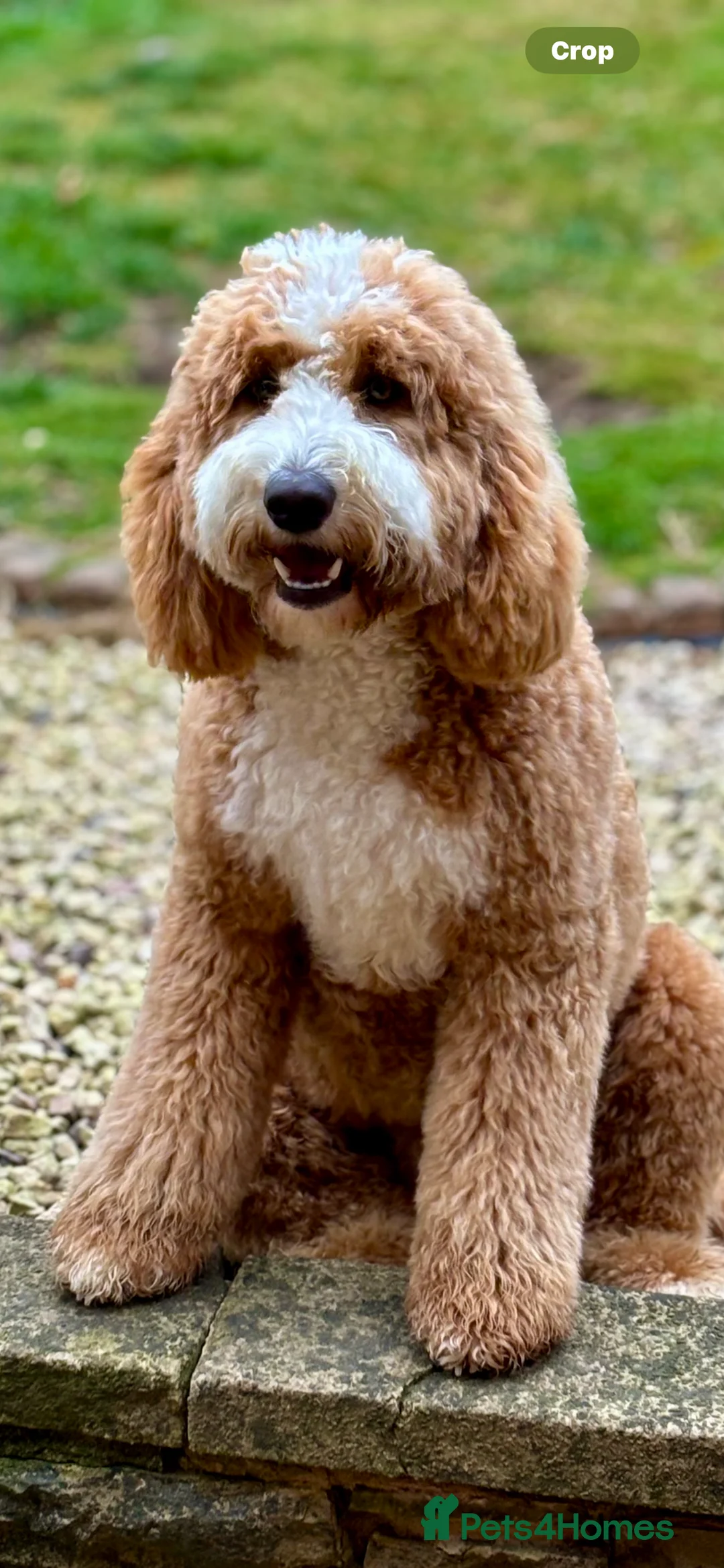 Australian Labradoodle dogs for stud: Outstanding Boy F/F -Hips 2/2 Elbows 0/0  - Advert 4