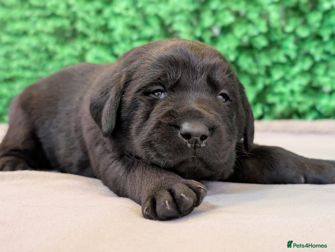 Labrador Retriever dogs for sale: CHUNKY BLACK AND CHOCOLATE PEDIGREE LABS - Image 8