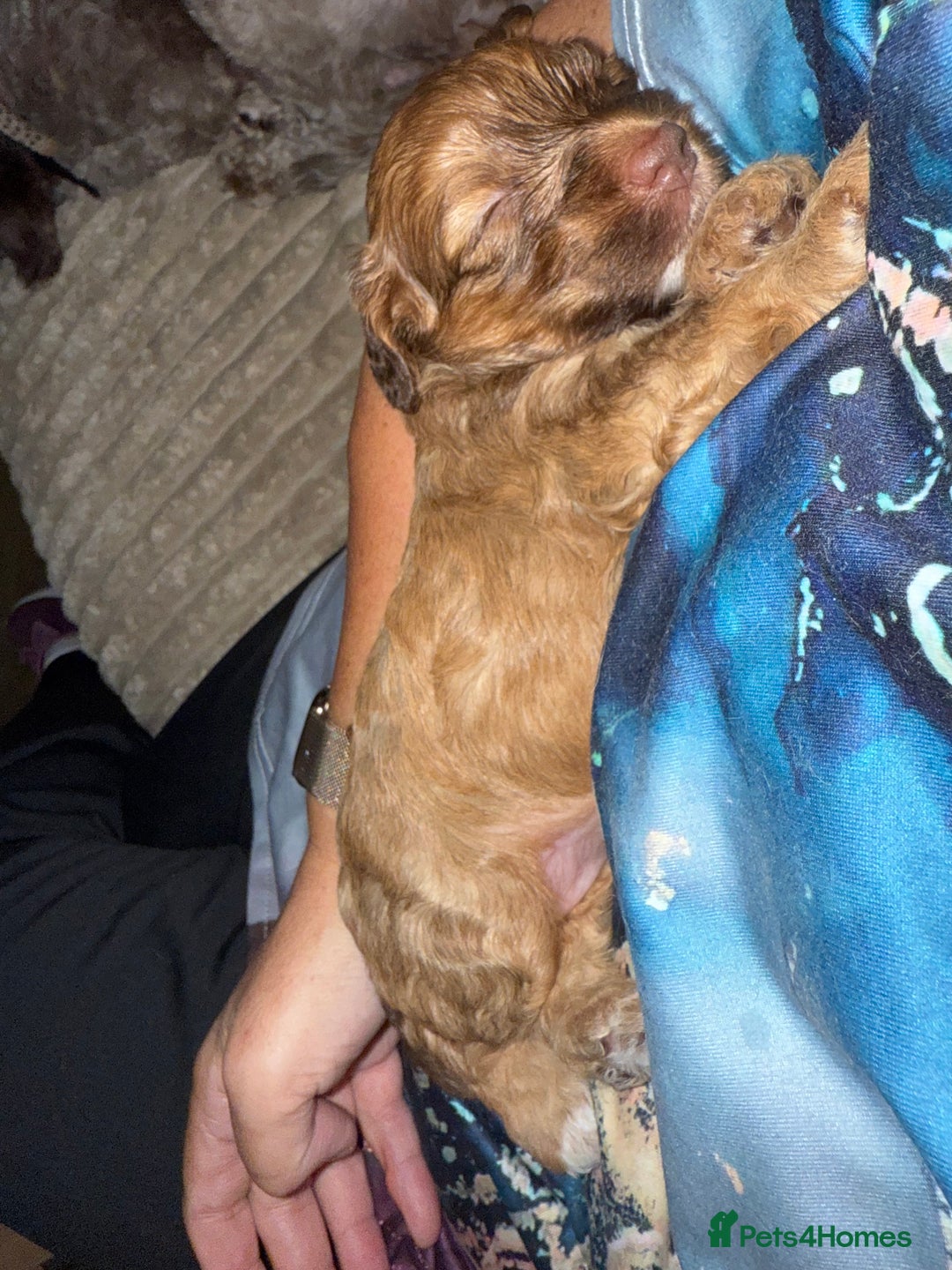 Cockapoo dogs for sale: F2bb Cockapoo Puppies-one red merle girl left ❤️ - Image 4