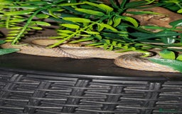 Rat Snake reptiles for sale: BAIRDS RAT SNAKE  - Image 4