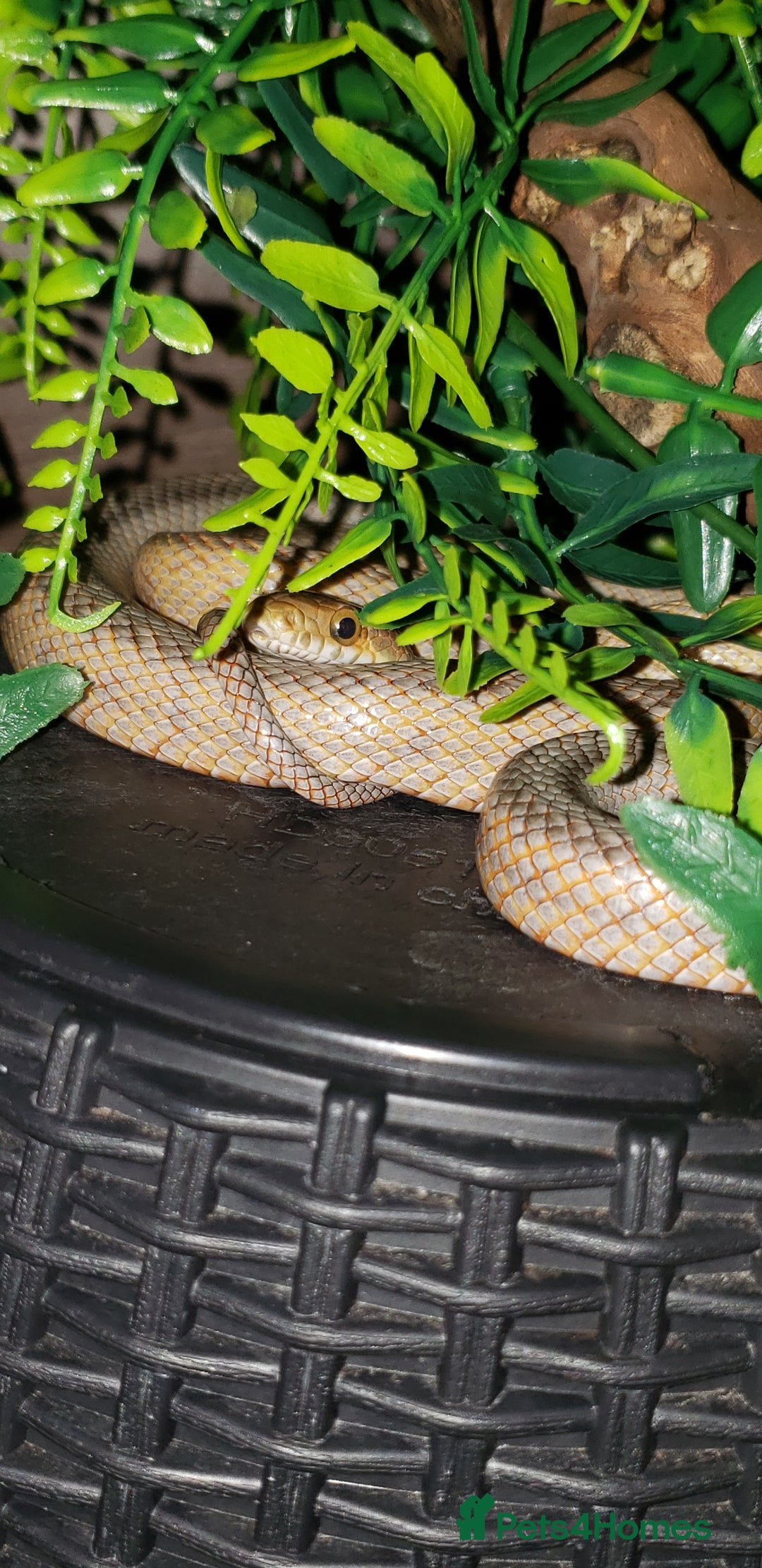 Rat Snake reptiles for sale: BAIRDS RAT SNAKE  - Image 4
