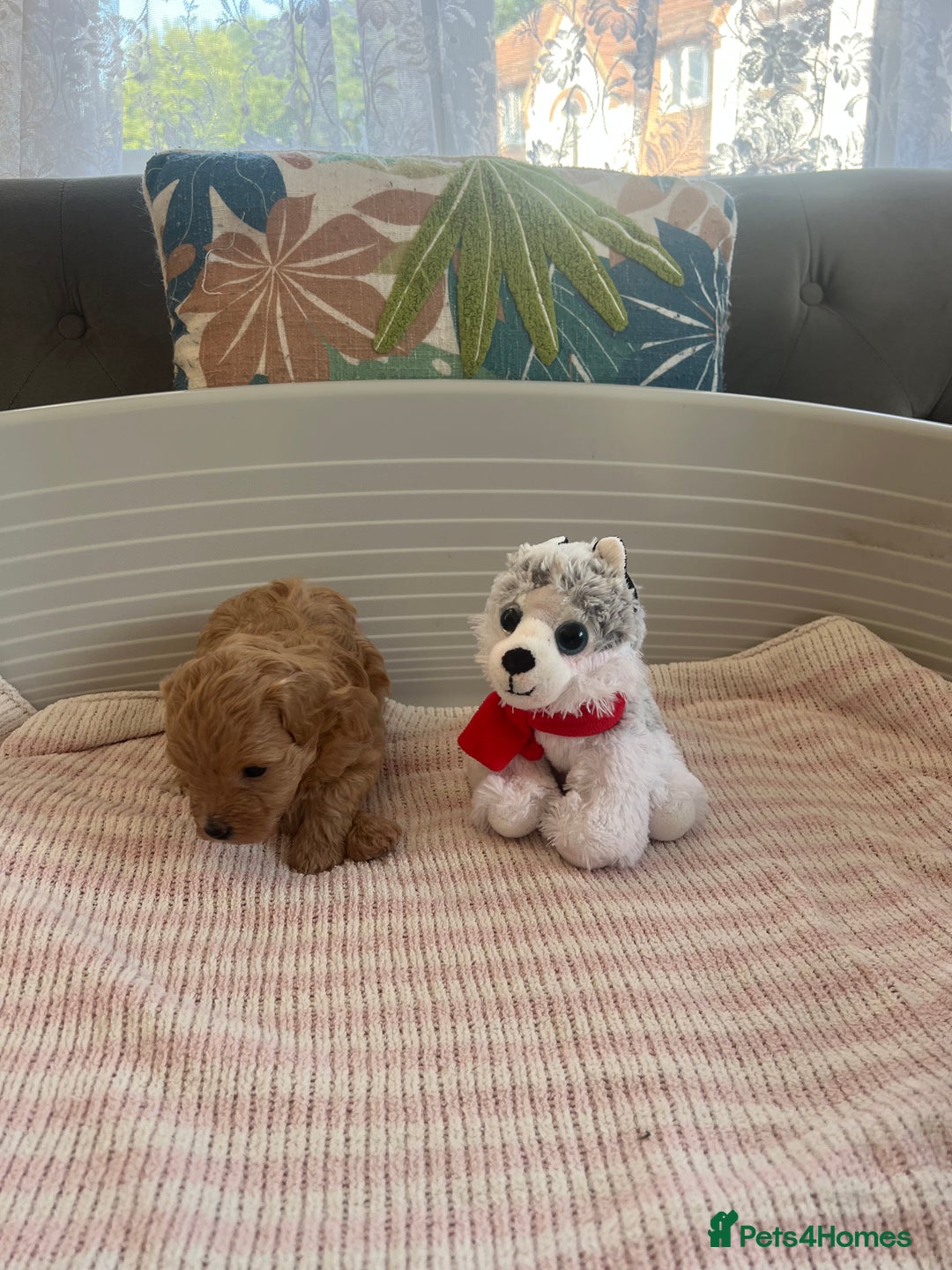 Maltipoo dogs for sale: Gorgeous Maltipoo Puppies - Image 18