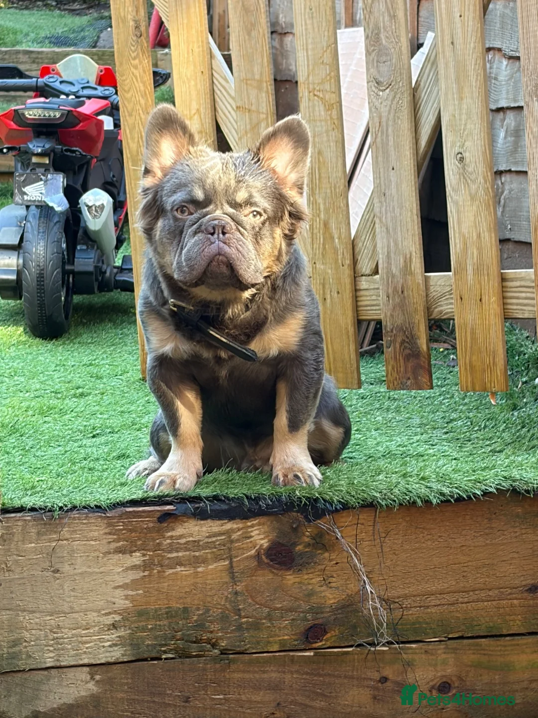 French Bulldog dogs for stud: Lilac tan fluffy - Advert 2