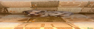 Jack Russell 1