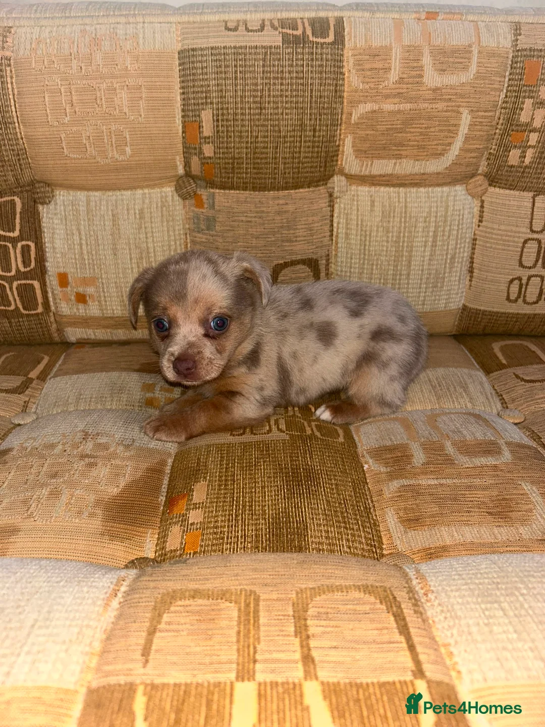 Jack Russell dogs for sale: Jack Russell - Advert 2