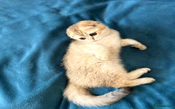 Scottish Fold cats for sale: Gold Chinchilla Scottish fold baby’s  - Image 17
