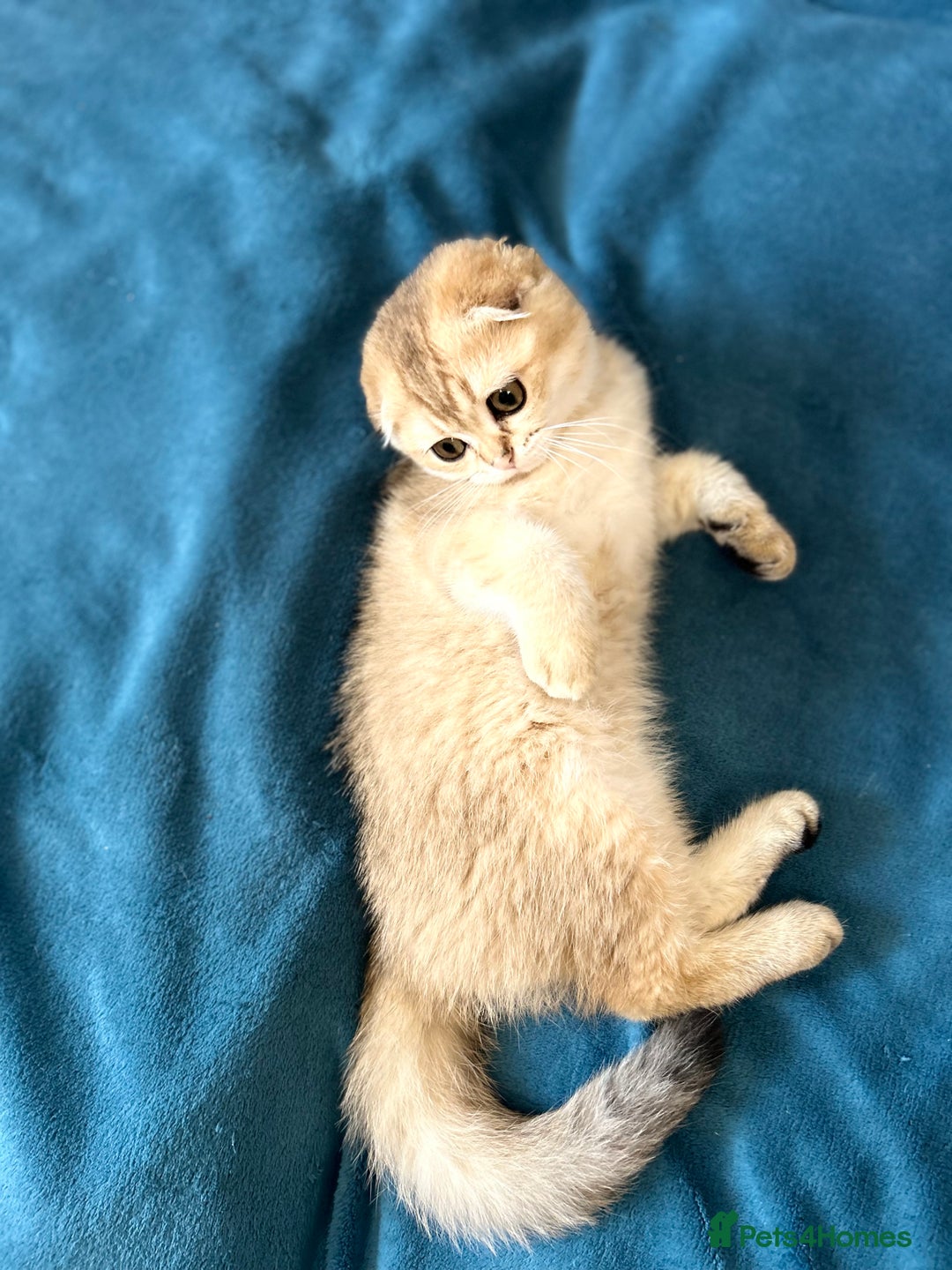 Scottish Fold cats for sale: Gold Chinchilla Scottish fold baby’s  - Image 17