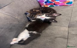 Domestic Shorthair cats for sale: 3 Beautiful tabby x British Short Hair ready - Image 6