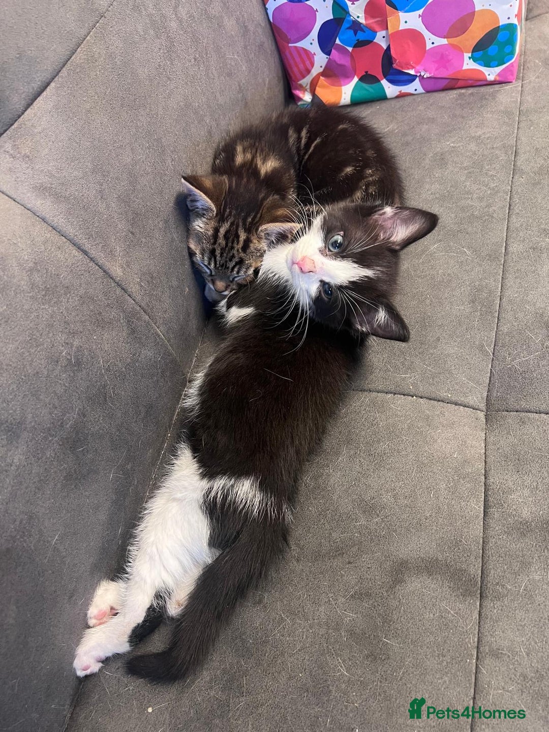 Domestic Shorthair cats for sale: 3 Beautiful tabby x British Short Hair ready - Image 6