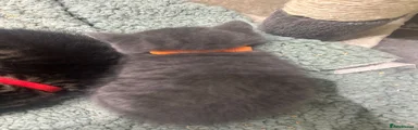 British Shorthair 4 - Reginald