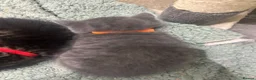 British Shorthair cats for sale: Cuteness Alert - Five BSH kittens ready to rehome - Advert 8