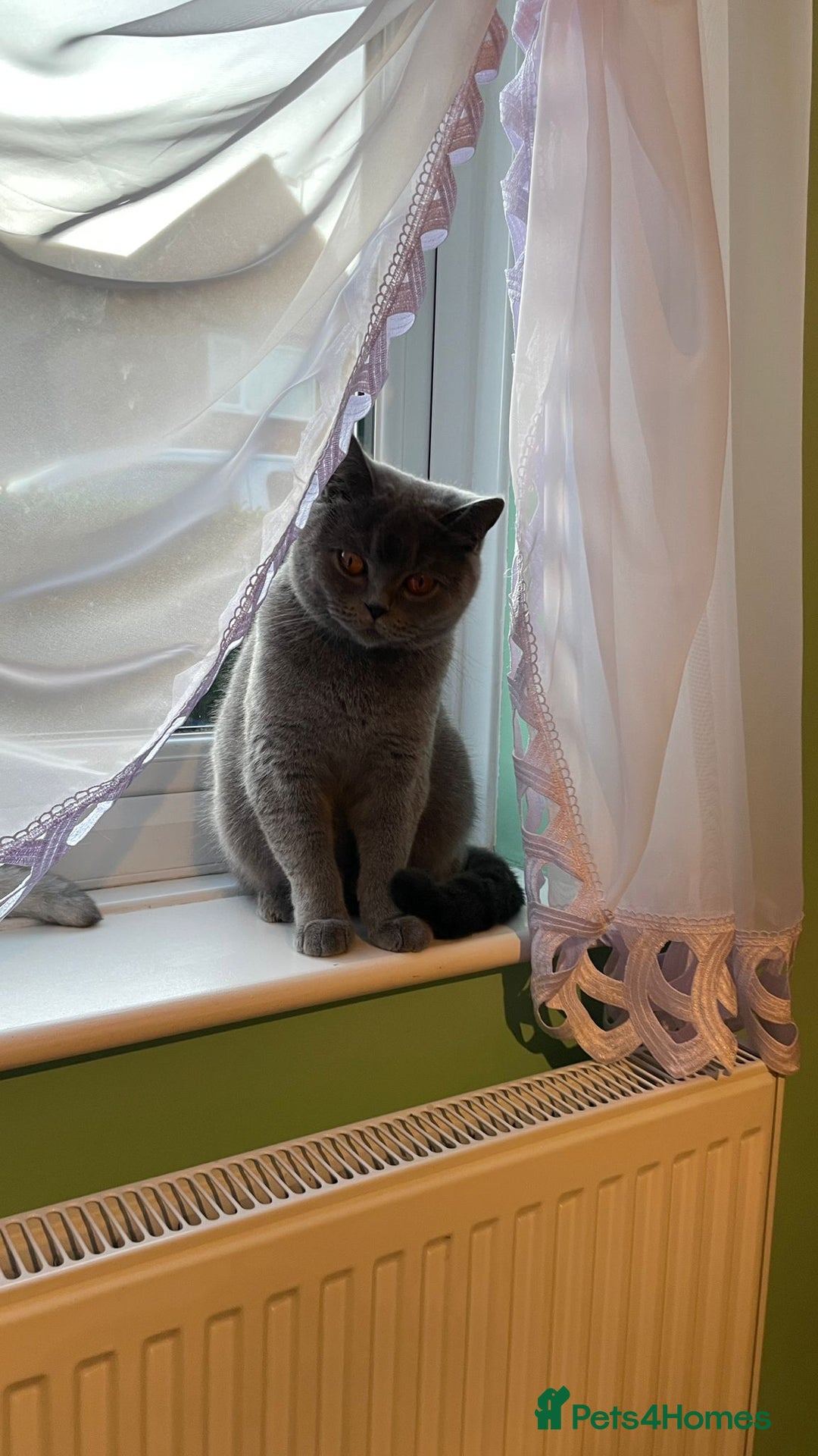 Scottish Fold cats for sale: Beautiful Blue Scottish Fold Boy - Advert 7