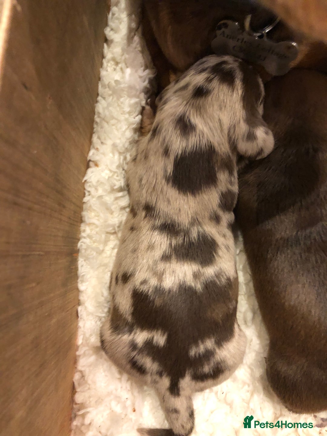 Miniature Dachshund dogs for sale: Smooth Miniature Daschund puppies  - Advert 7