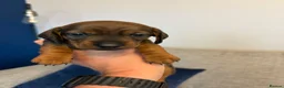 Miniature Dachshund dogs for sale: Beautiful Miniature Dachshund Puppies - Advert 15