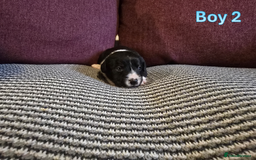 Sprollie dogs for sale: Sprollie Puppies - Image 9