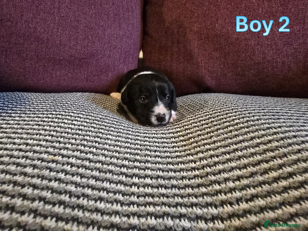 Sprollie dogs for sale: Sprollie Puppies - Image 9