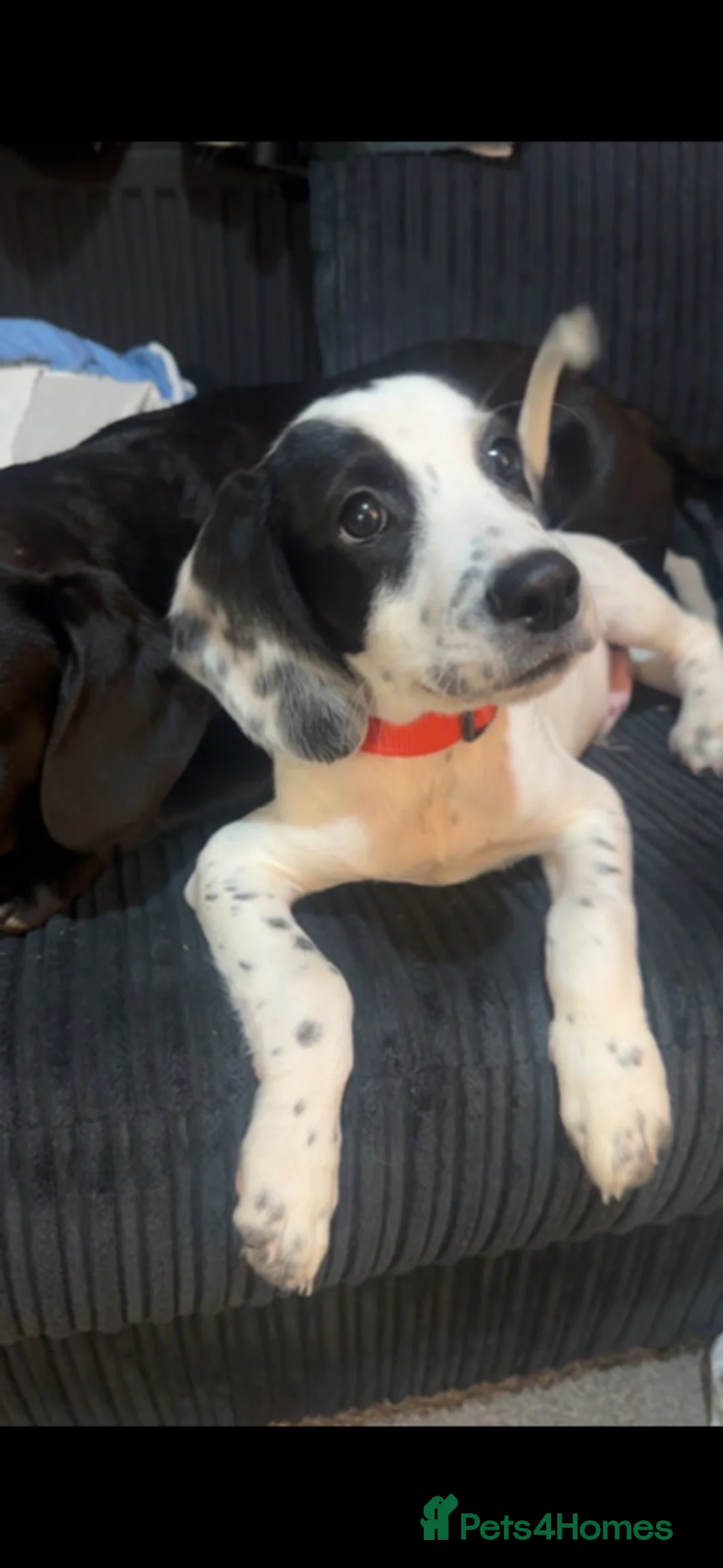 Mixed Breed dogs for sale: Bobby  - Advert 2