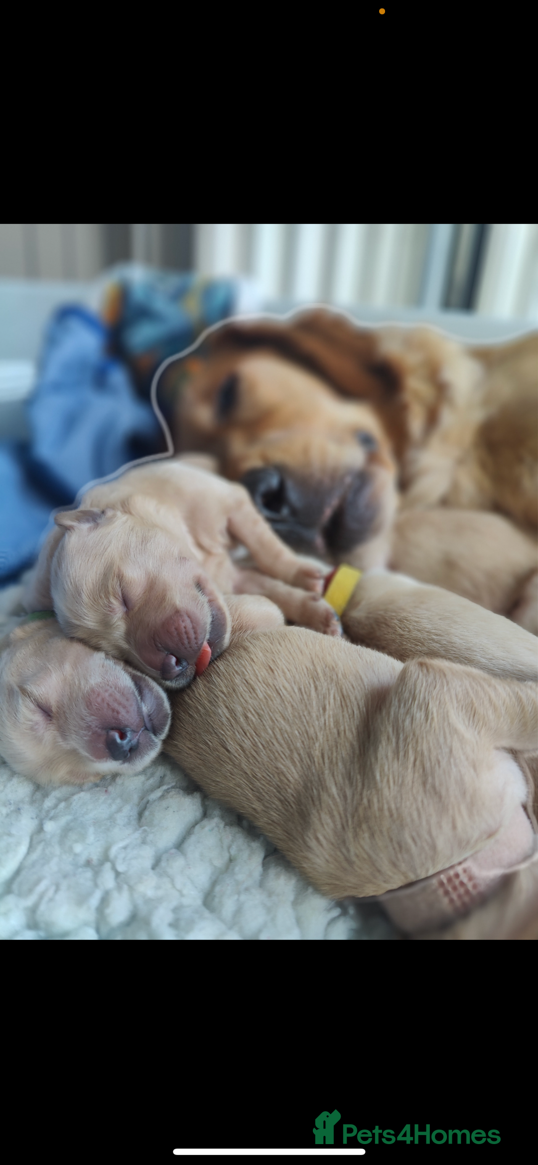 Golden Retriever dogs for sale: Best of Breed Golden Retrievers - Advert 32