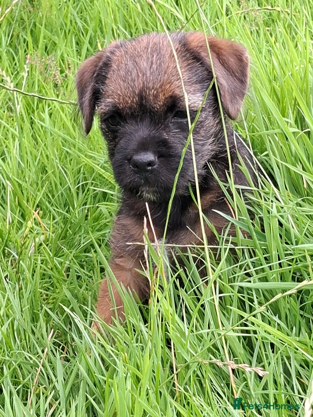 Border Terrier dogs for sale: Border Terrier (GIRL) - Image 2