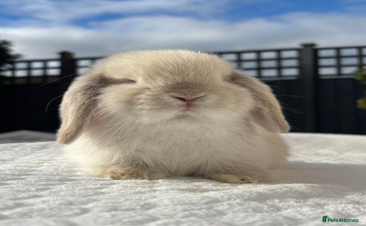 Mini Lop rabbits - Advert 2