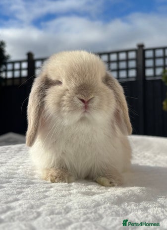 Mini Lop rabbits - Advert 1