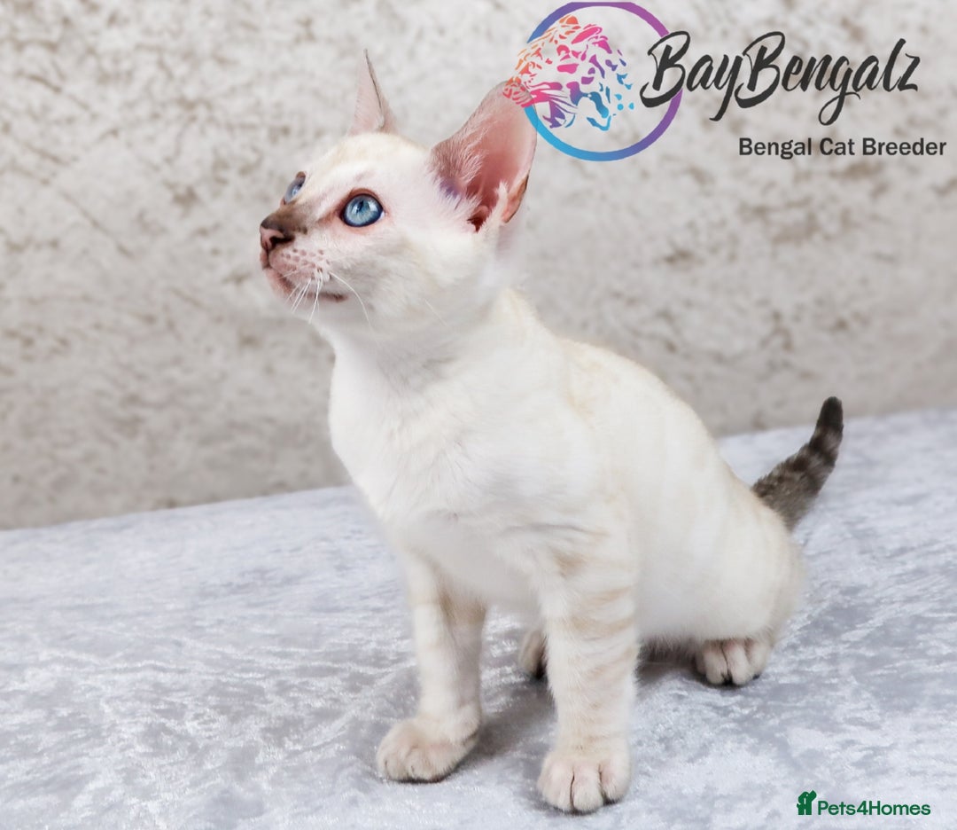 Bengal cats for sale: 1 Boy left, Bengal Snow kittens from RW TGC Sire - Image 22