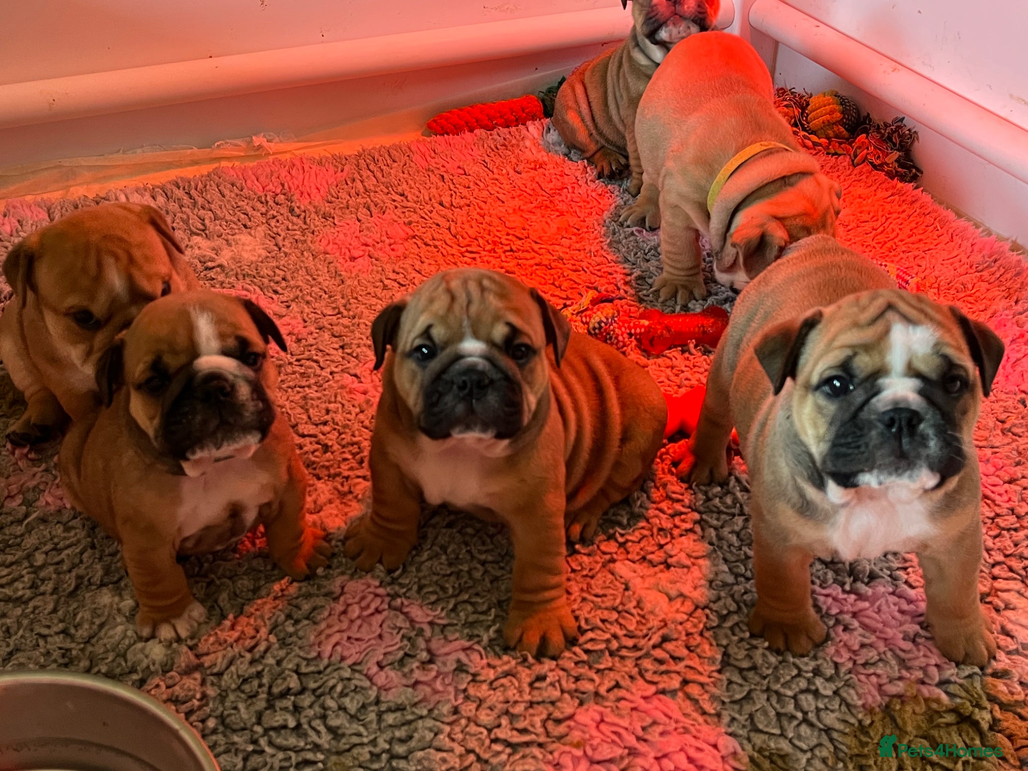 English Bulldog dogs last stunning male  - Advert 1