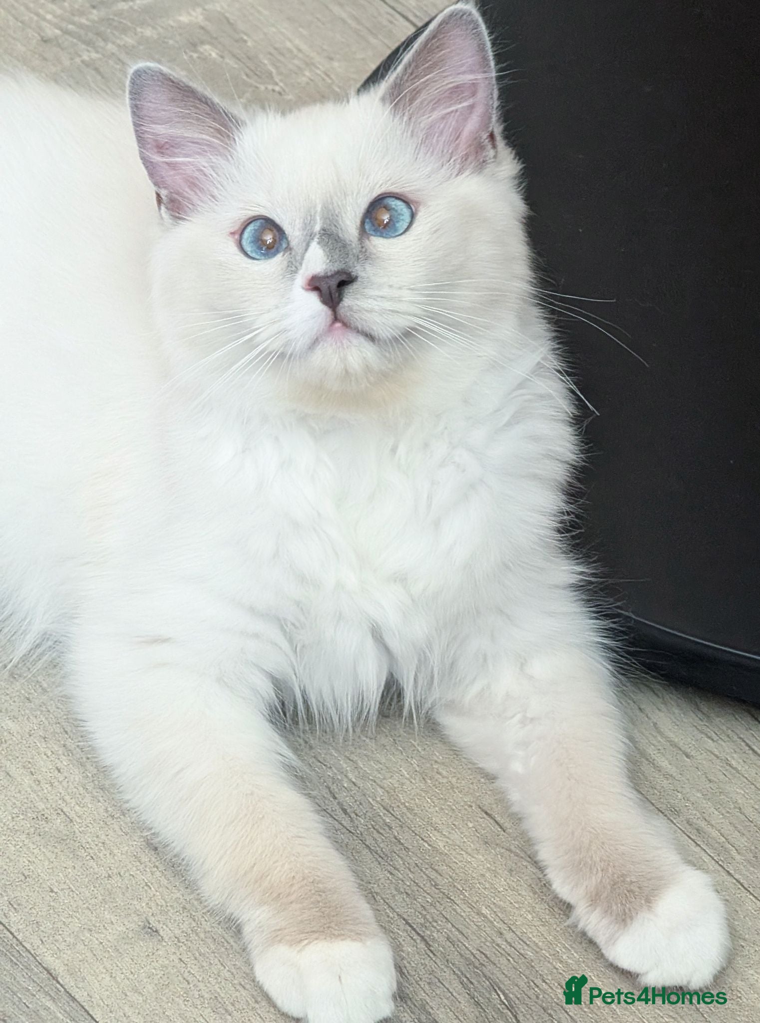 Ragdoll cats TICA,Champion,pedigree female Ragdoll kitten  - Advert 17