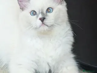 Ragdoll cats TICA,Champion,pedigree female Ragdoll kitten - Advert 17