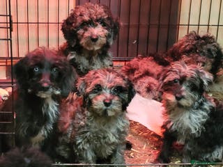 Labradoodle dogs Labradoodle puppies - Advert 5