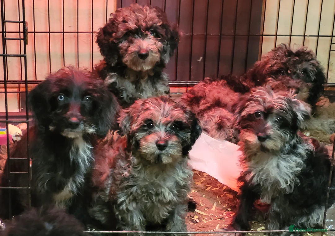 Labradoodle dogs for sale: Labradoodle puppies - Advert 1