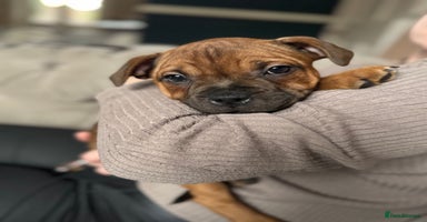 Staffordshire Bull Terrier dogs - Advert 1