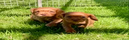 Cocker Spaniel dogs for sale: Cocker Spaniel puppies  - Advert 12