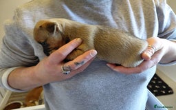 Jack Russell dogs for sale: Jack Russell Puppies - Image 14