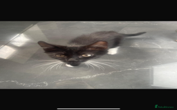 Turkish Angora cats for sale: Kittens (Turkish Angora (m) + Tabby (f)) - Image 4