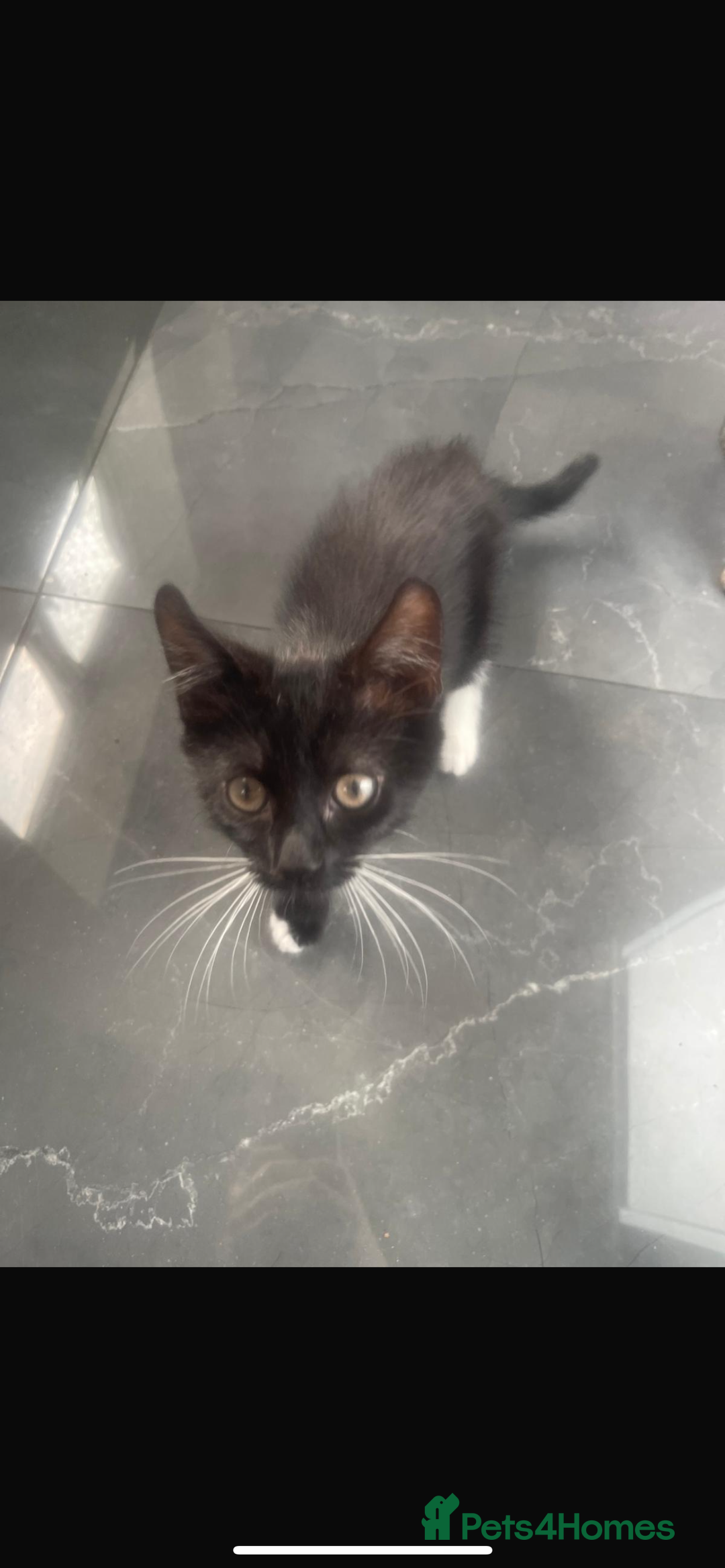 Turkish Angora cats for sale: Kittens (Turkish Angora (m) + Tabby (f)) - Image 4