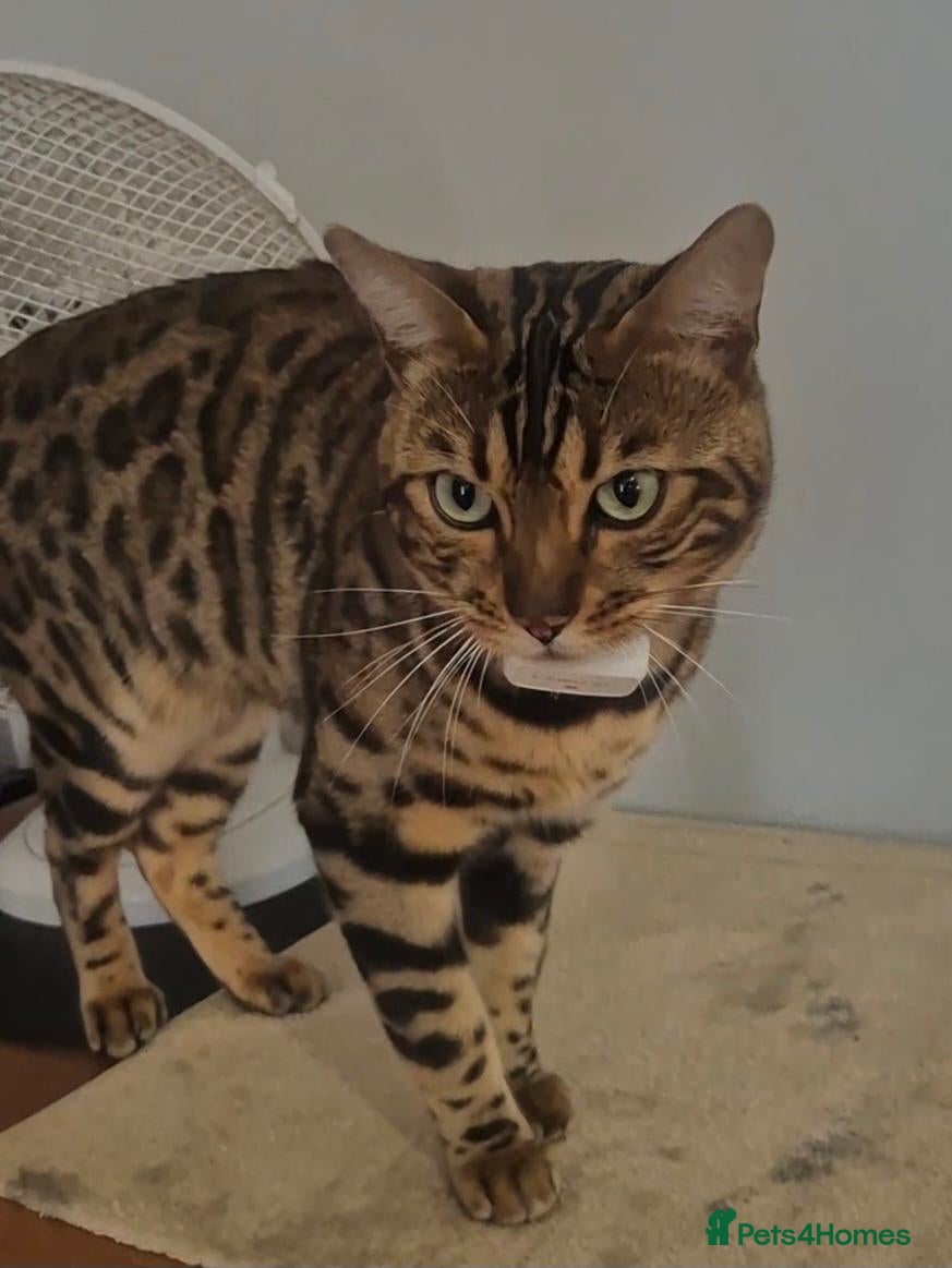 Bengal cats Bengal brown male stud - Advert 2