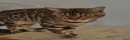 Bengal cats for stud: Bengal brown male stud - Advert 1
