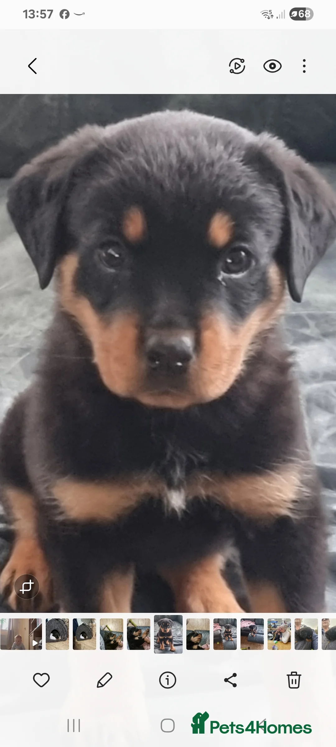 Rottweiler dogs for sale: 13 week old female rottweiler  in Ledbury - Advert 1