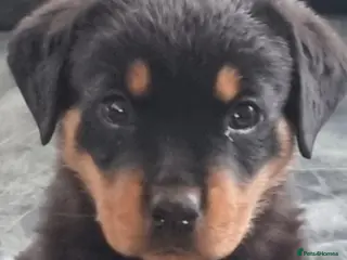 Rottweiler dogs 13 week old female rottweiler - Advert 1
