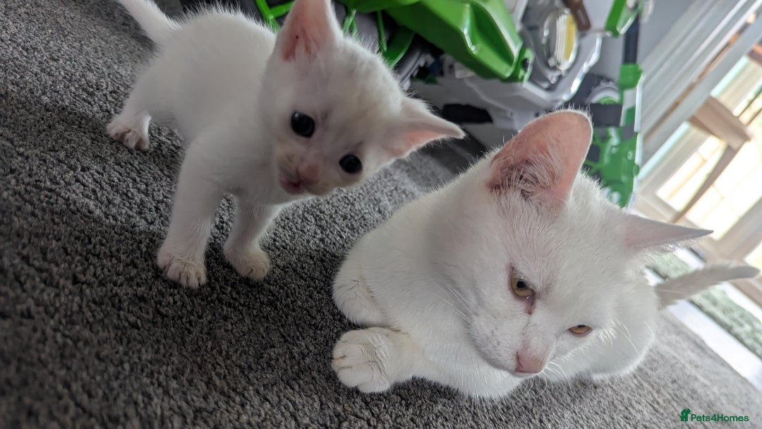 Mixed Breed cats for sale: Mixed coloured beautiful kittens 3 girls 3 boys  - Image 8