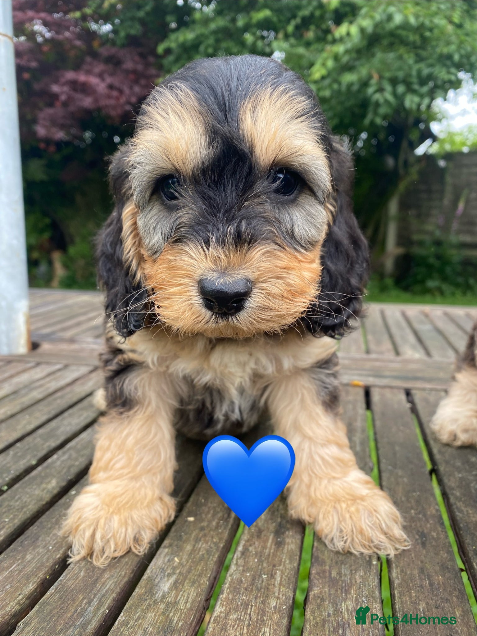 Cockapoo dogs for sale: F1 SABLE COCKAPOOS. - Advert 4