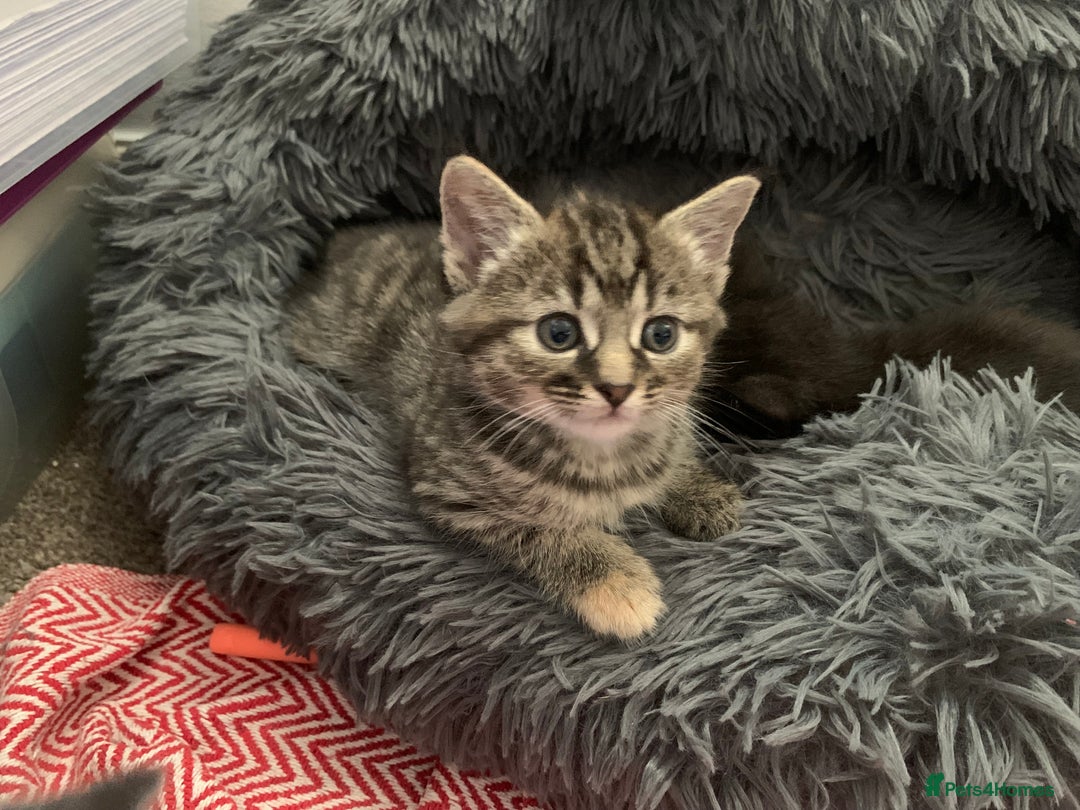 British Longhair cats for sale: 5 adorable male kittens - Image 11