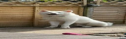 Japanese Akita Inu dogs for sale: Lando: 9 Month Old Japanese Akita - Advert 4