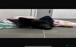 German Shepherd dogs for sale: 2 year old male German shepherd  - Image 3