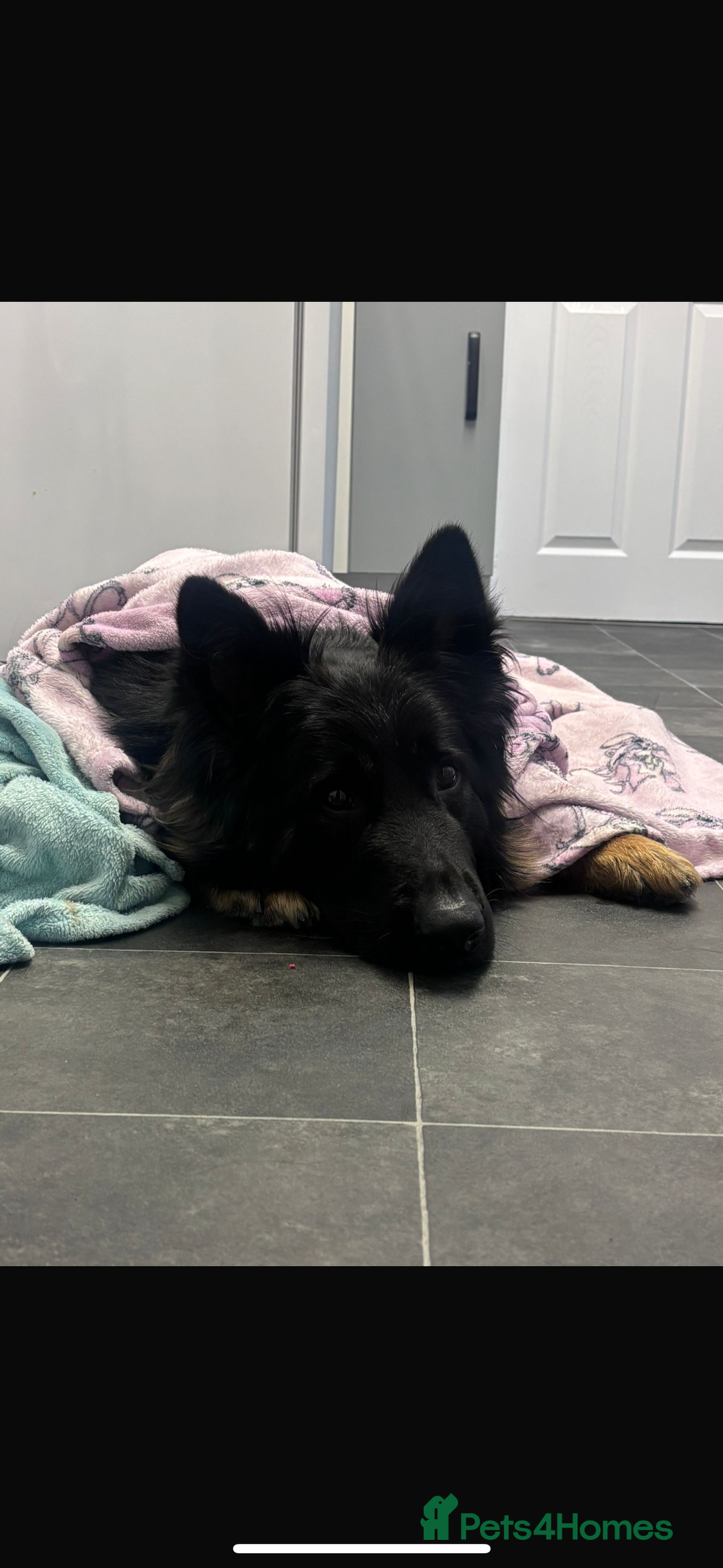German Shepherd dogs for sale: 2 year old male German shepherd  - Image 3