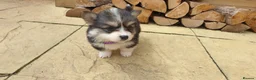Welsh Corgi Pembroke dogs for sale: 8 Beautiful Kc Welsh Corgi puppies ready soon... - Advert 25